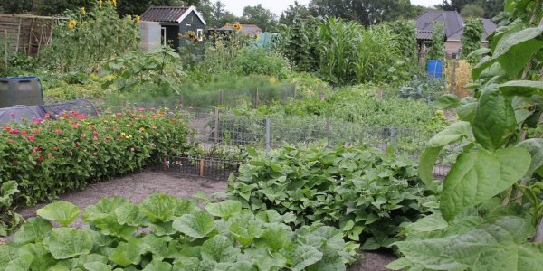 Foto: Lente in aantocht: maak je tuin klimaatbestendig met subsidie van de gemeente Elburg