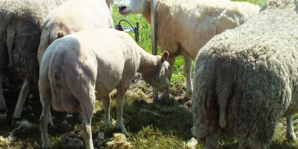 Foto: Standhouders gezocht voor Schaapscheerdersfeest in Oldebroek