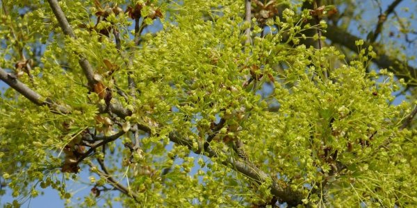 Foto: Drie vespers in Andreaskerk Hattem in Stille Week voor Pasen